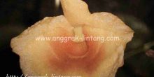 Dendrobium aggregatum