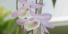 Dendrobium aphyllum