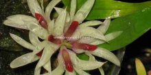 Dendrobium bracteosum