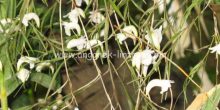 Dendrobium linearifolium