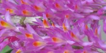 dendrobium secundum