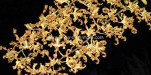 Dendrobium discolor
