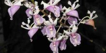 dendrobium nindii