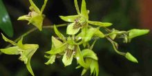dendrobium capra