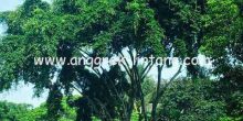 pohon beringin