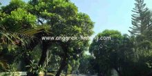 pohon kiara payung