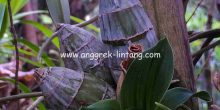 catasetum
