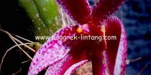 bulbophyllum