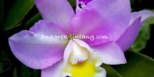cattleya