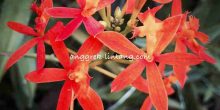 epidendrum
