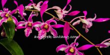 spot dendrobium
