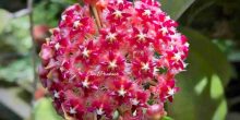 hoya