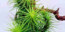 tillandsia