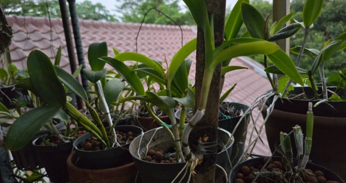 keiki anggrek